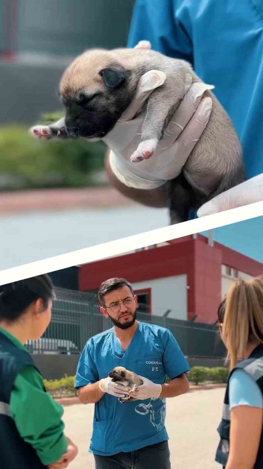 Sincan Belediyesi son 6 ayda bin 367 hayvanı tedavi etti