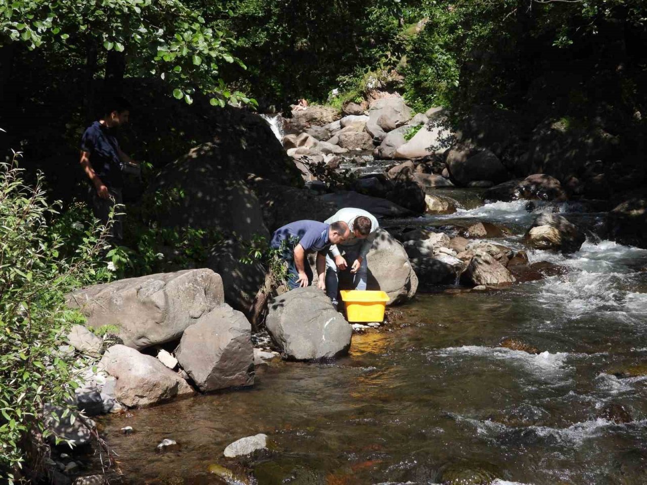 Artvin’de 60 bin adet yavru alabalık derelerle buluştu