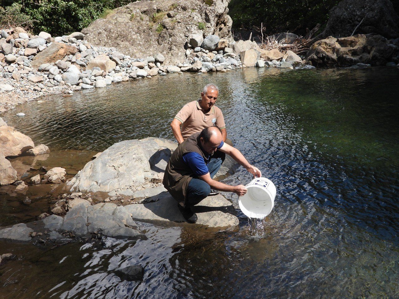 Artvin’de 60 bin adet yavru alabalık derelerle buluştu