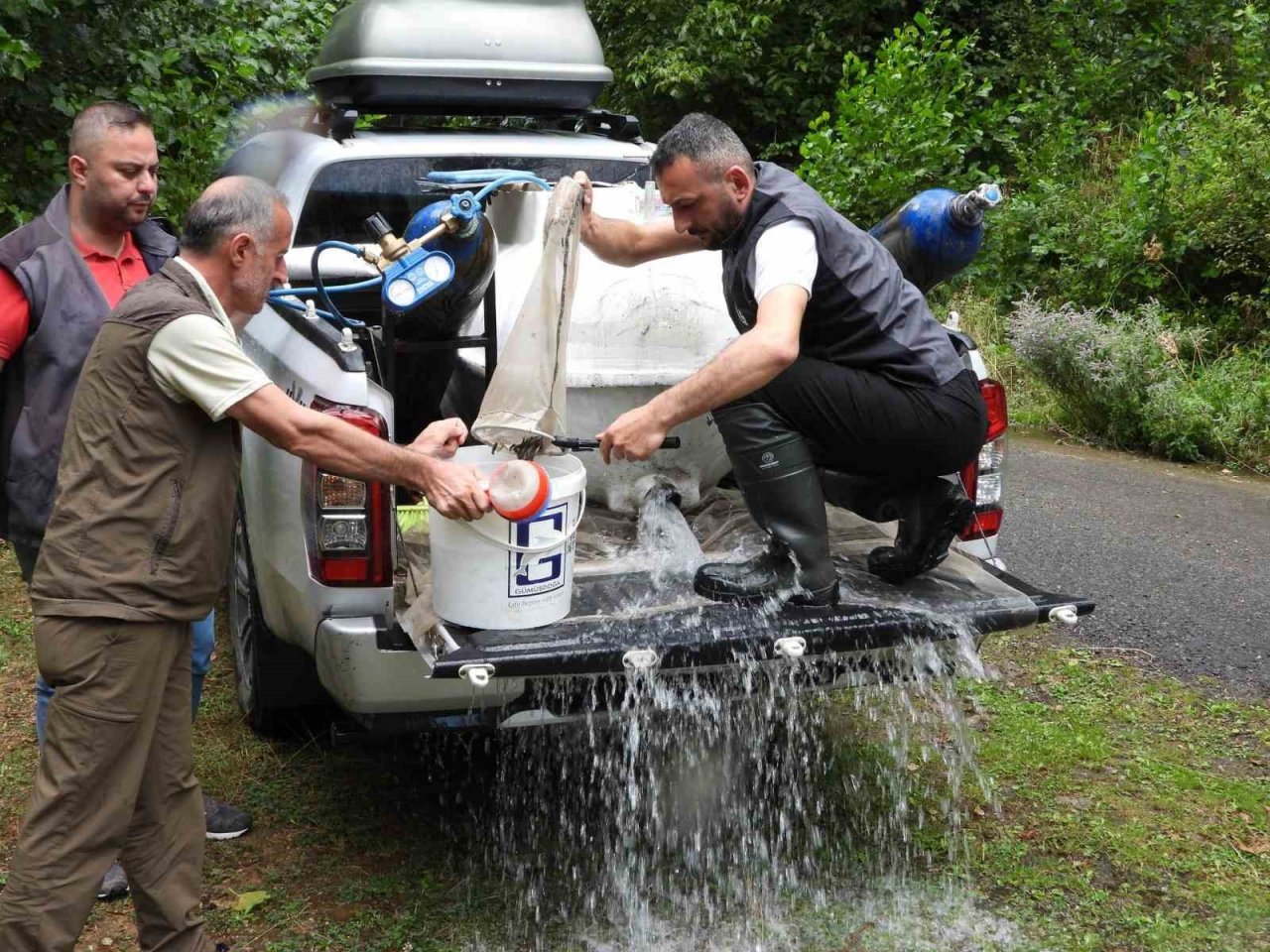 Artvin’de 60 bin adet yavru alabalık derelerle buluştu