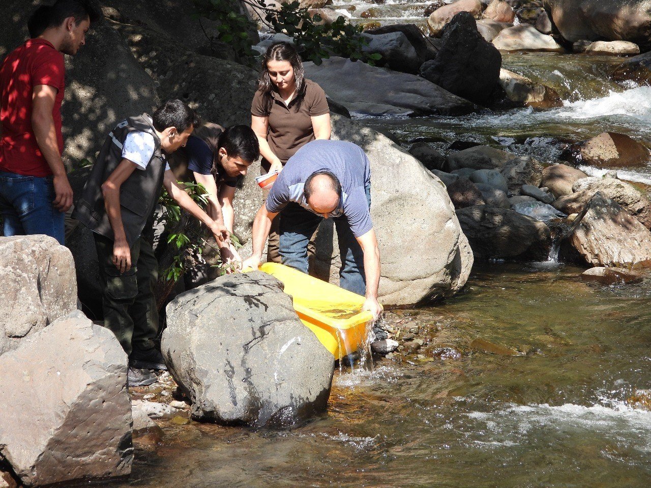 Artvin’de 60 bin adet yavru alabalık derelerle buluştu