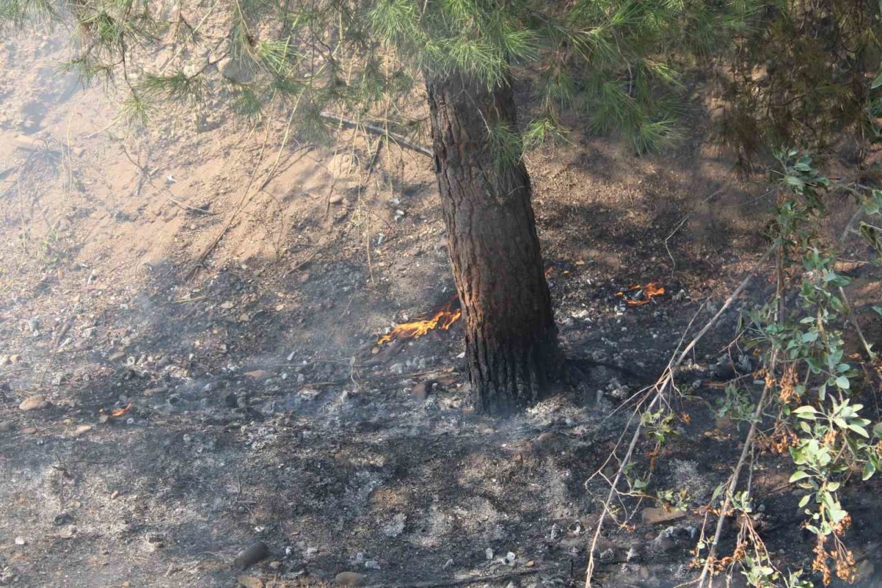 Aytepe mesire alanındaki yangın büyümeden söndürüldü