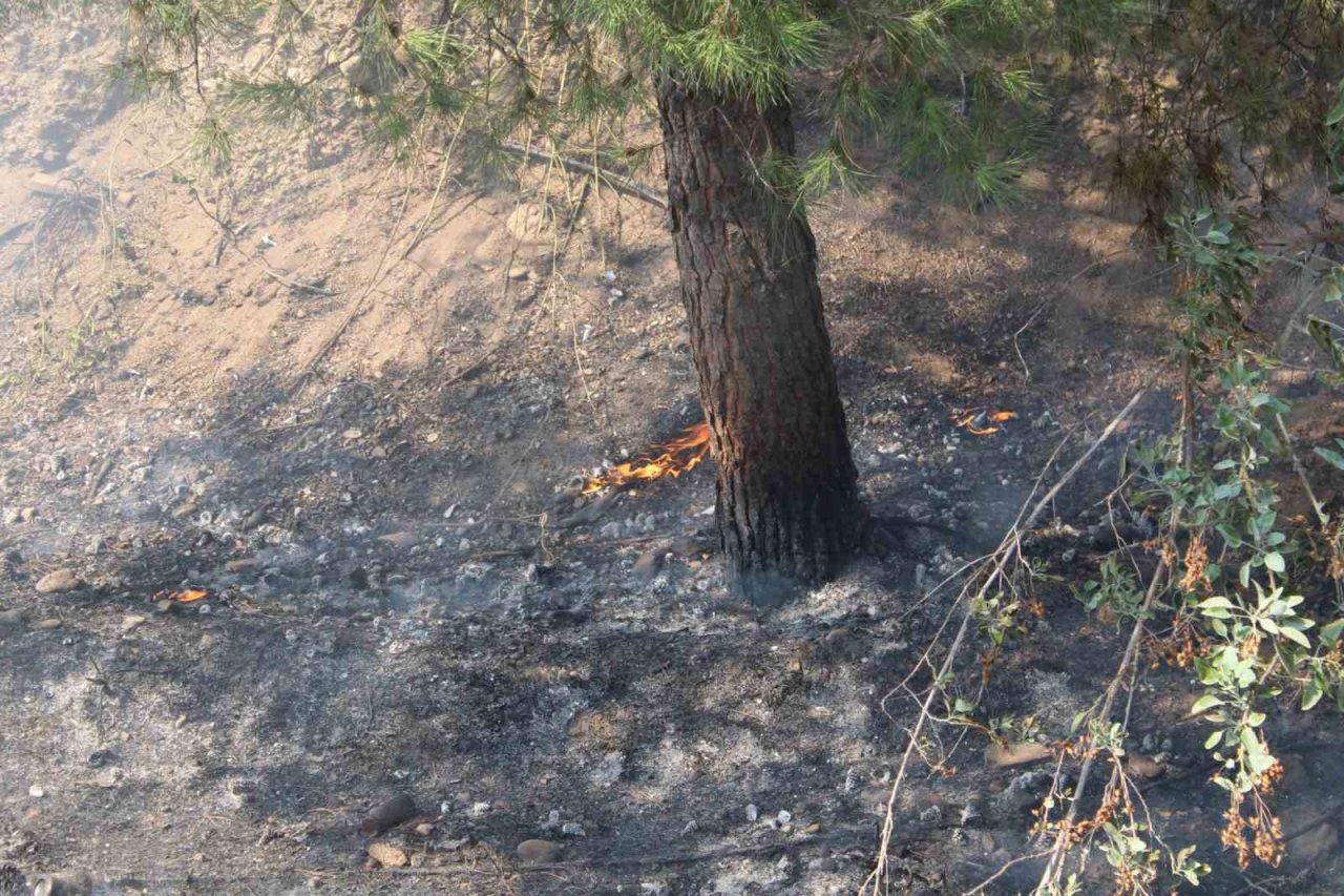 Aytepe mesire alanında yangın