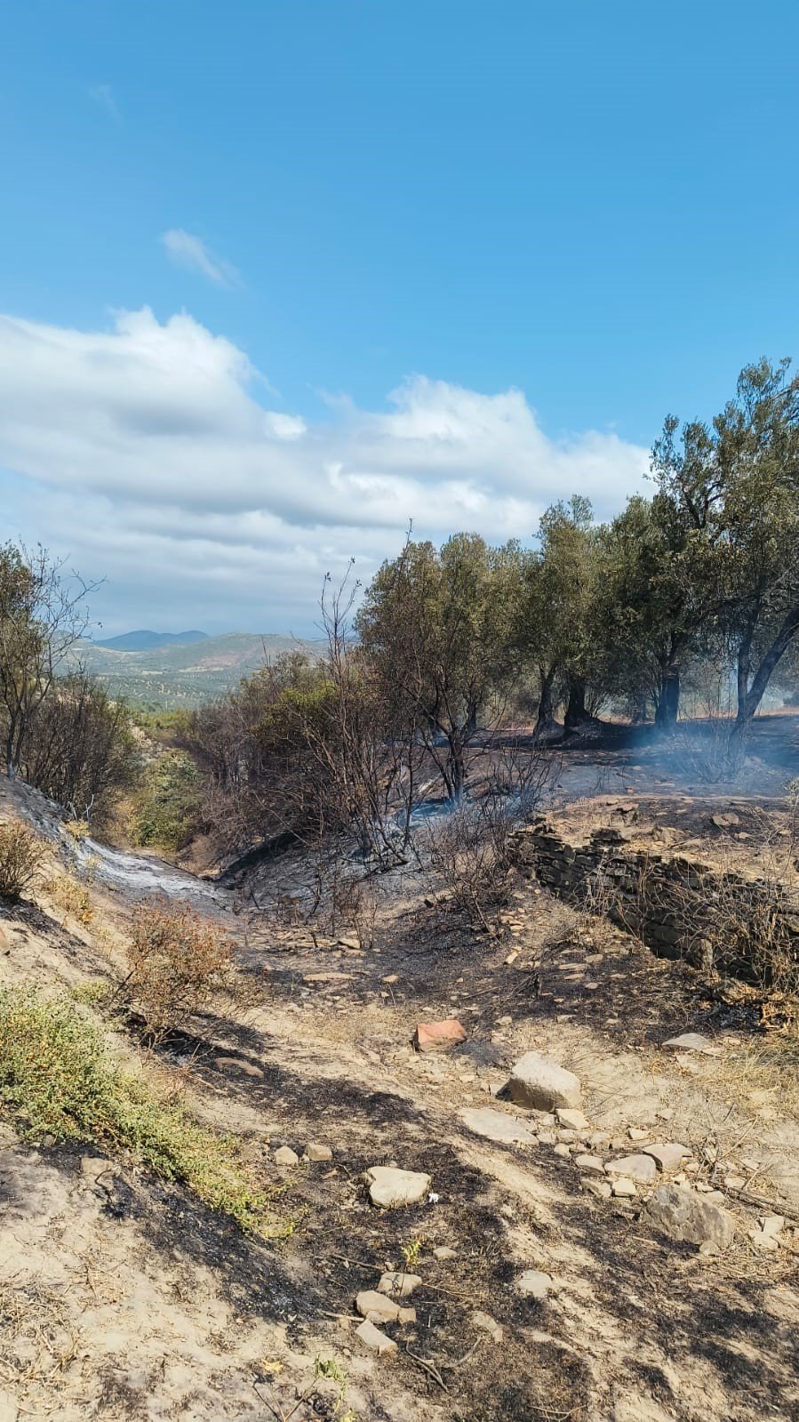 Balıkesir’de çıkan yangında 12 dekar zeytinlik alan zarar gördü