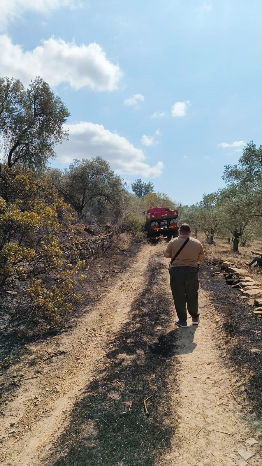 Balıkesir’de çıkan yangında 12 dekar zeytinlik alan zarar gördü