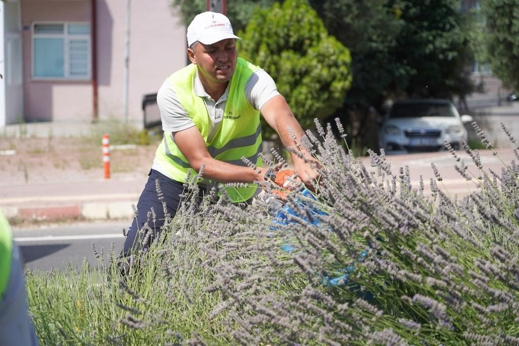 Bilecik’te orta refüjde göz kamaştıran lavantalar hasat edildi