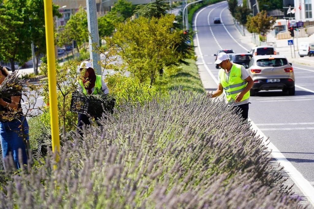 Bilecik’te orta refüjde göz kamaştıran lavantalar hasat edildi