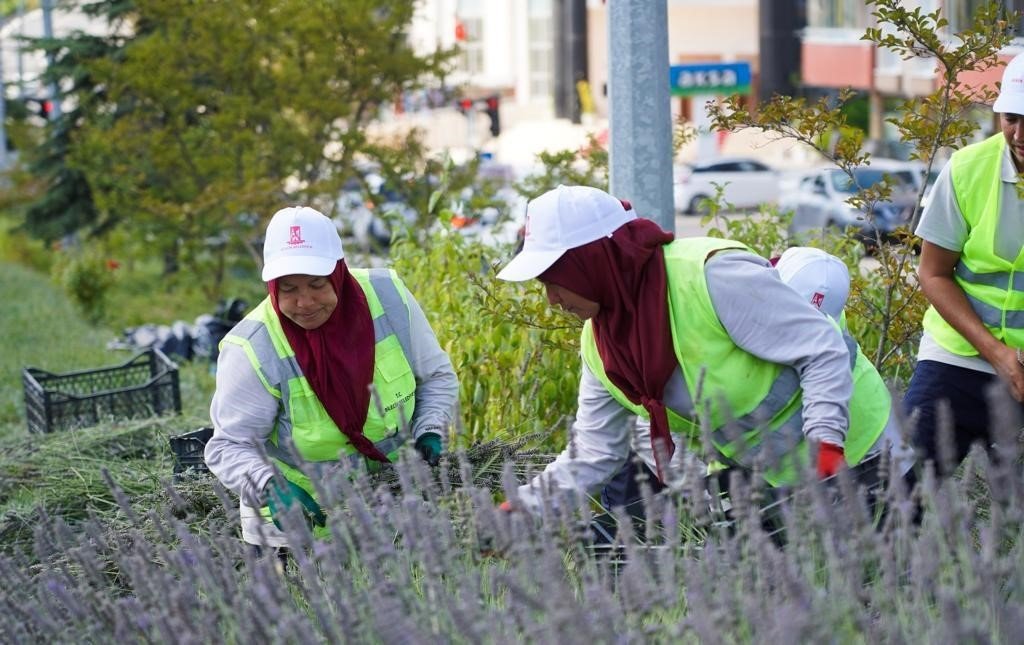 Bilecik’te orta refüjde göz kamaştıran lavantalar hasat edildi
