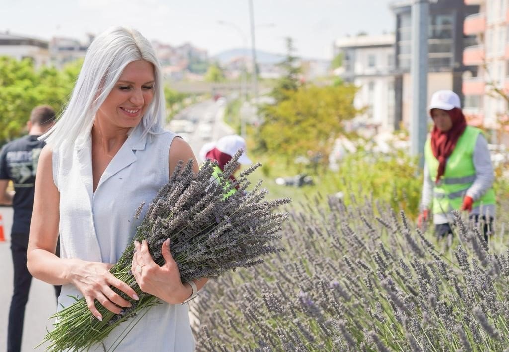 Bilecik’te orta refüjde göz kamaştıran lavantalar hasat edildi