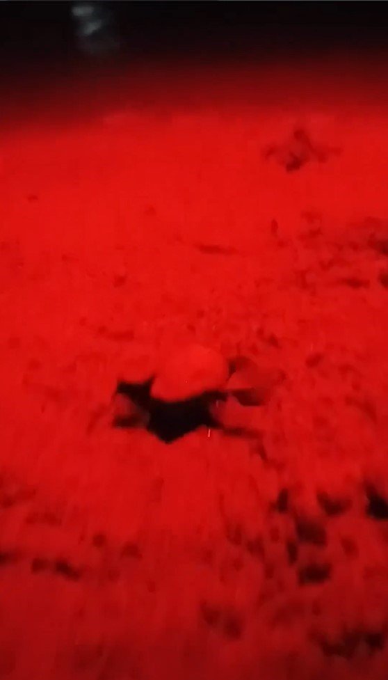 Didim’de yavru carettalar denize ulaştı