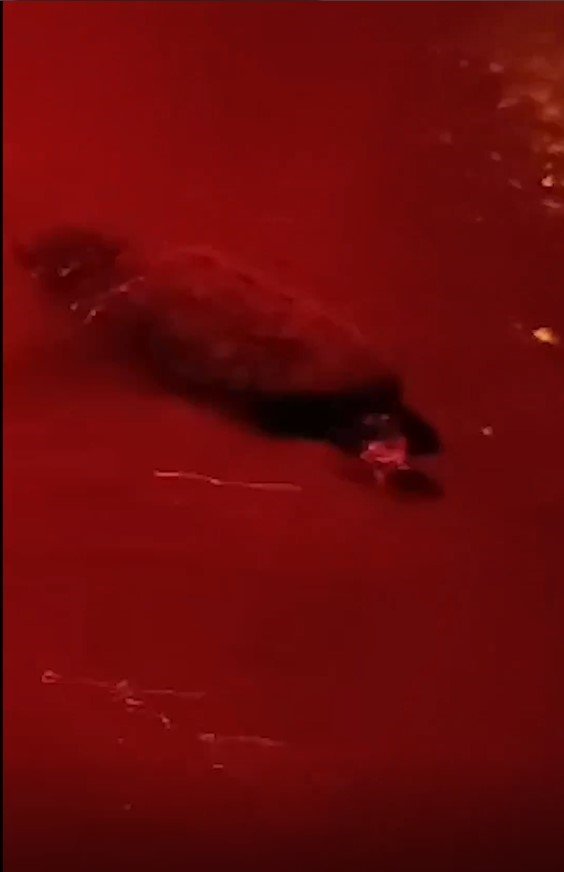 Didim’de yavru carettalar denize ulaştı