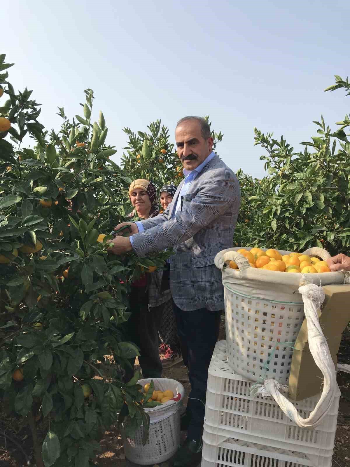 2023-2024 sezonunda narenciye rekoltesinde rekor artış