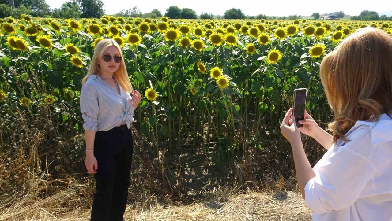 Sarıya boyanan ayçiçeği tarlaları hasat için gün sayıyor