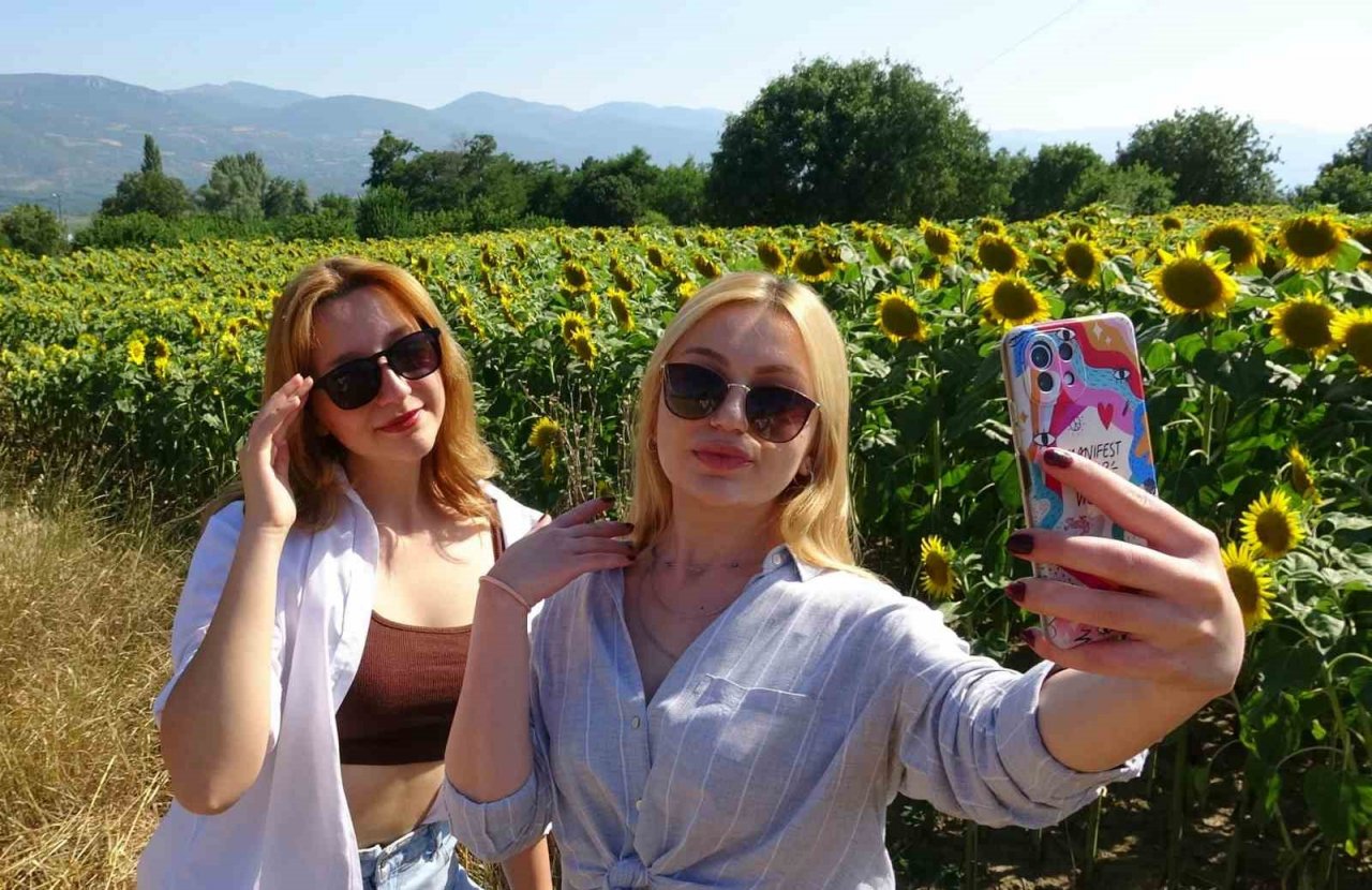 Sarıya boyanan ayçiçeği tarlaları hasat için gün sayıyor