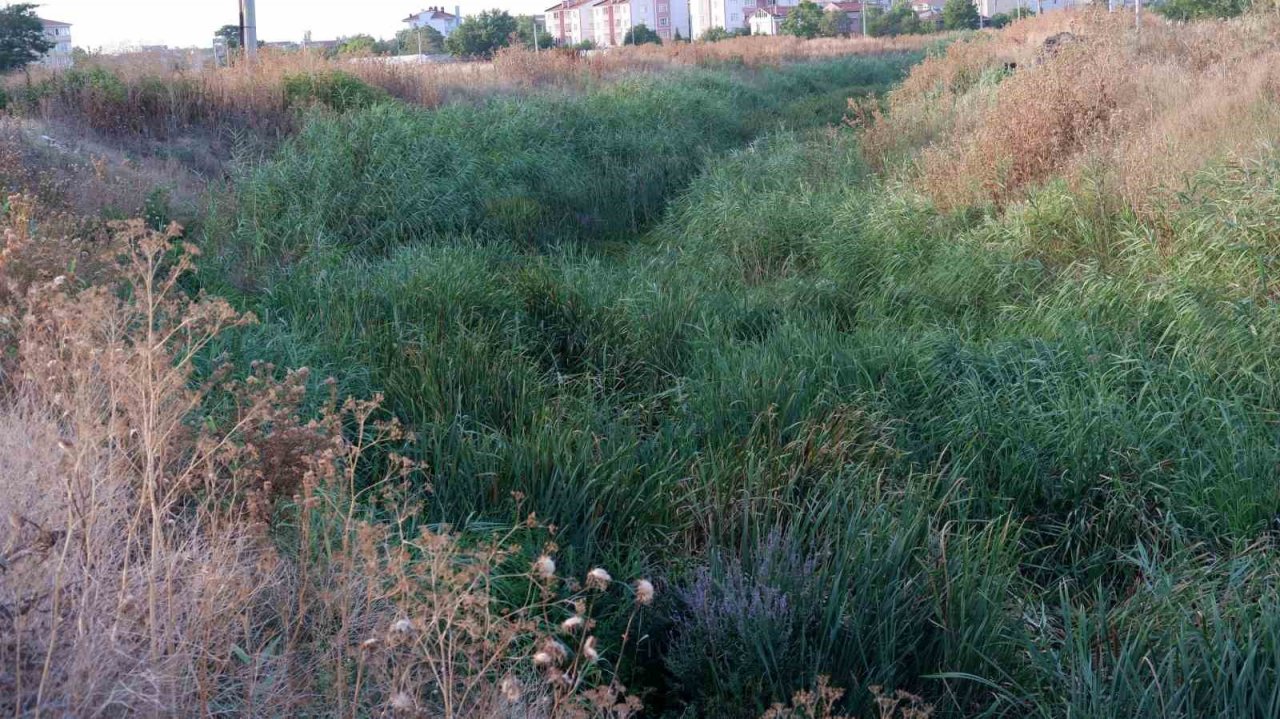 Geçmişte balık tutulan dere şimdi çöpler ve yosunlarla kaplı balçığa dönüştü