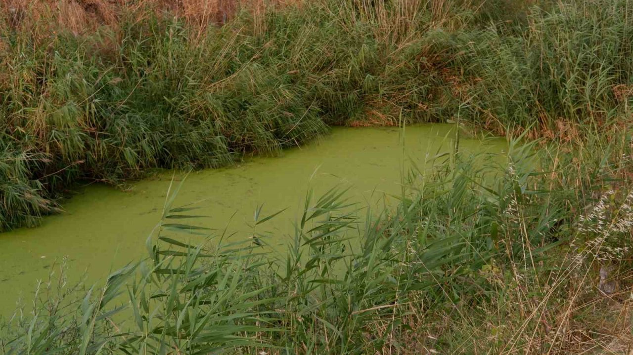 Geçmişte balık tutulan dere şimdi çöpler ve yosunlarla kaplı balçığa dönüştü
