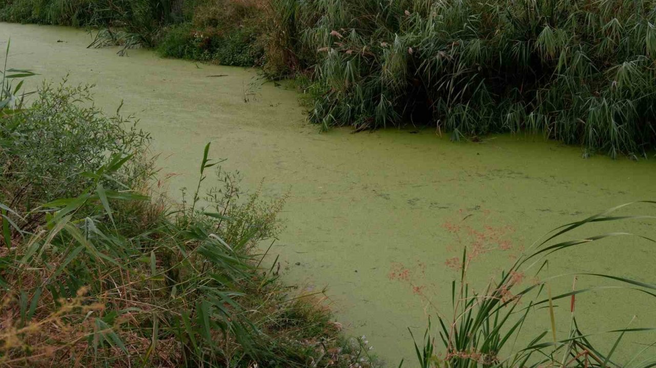 Geçmişte balık tutulan dere şimdi çöpler ve yosunlarla kaplı balçığa dönüştü