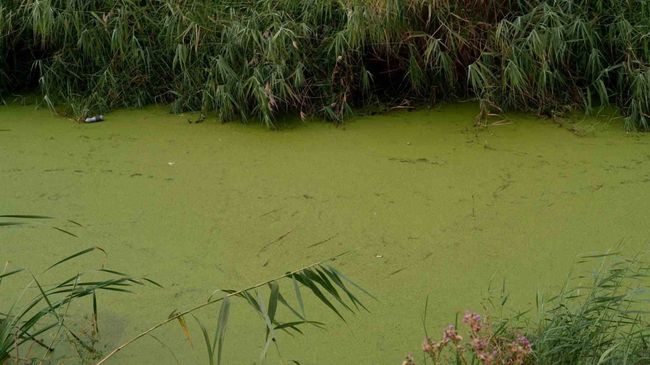 Geçmişte balık tutulan dere şimdi çöpler ve yosunlarla kaplı balçığa dönüştü