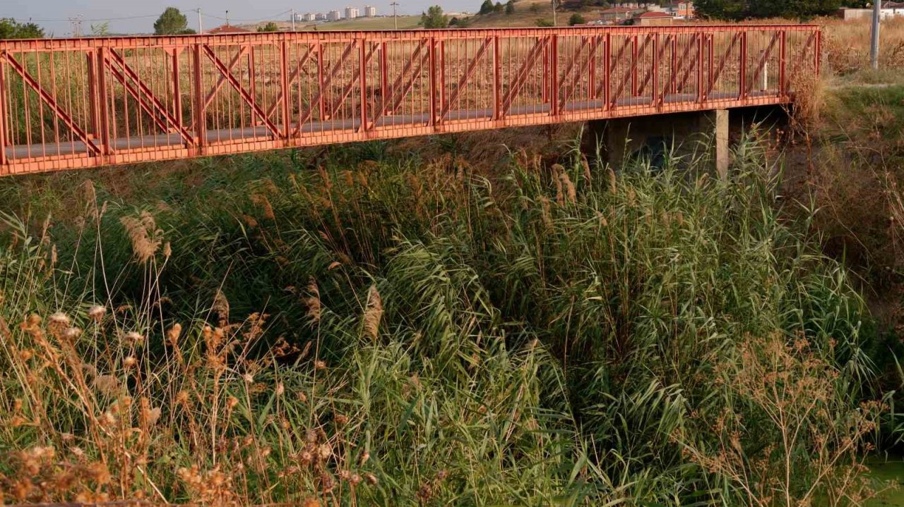 Geçmişte balık tutulan dere şimdi çöpler ve yosunlarla kaplı balçığa dönüştü