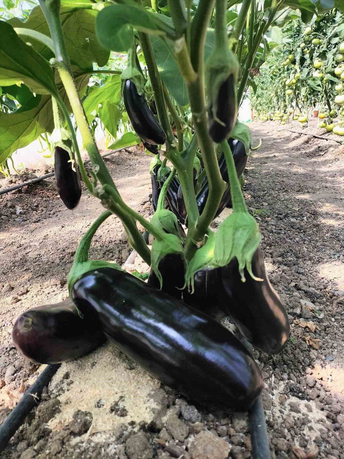 Giresun’da ’Önce Üretim Projesi’ ilk meyvelerini verdi