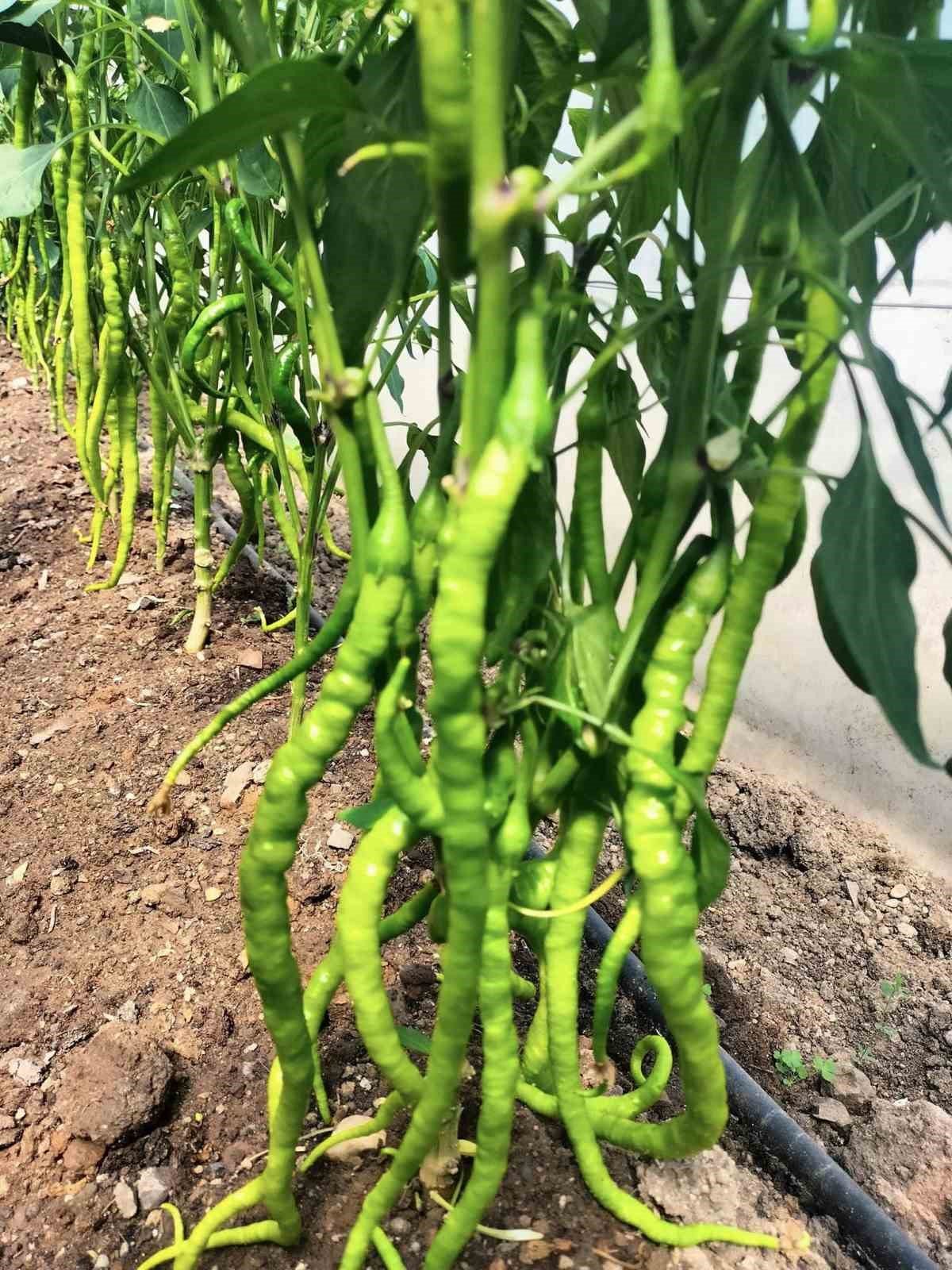 Giresun’da ’Önce Üretim Projesi’ ilk meyvelerini verdi