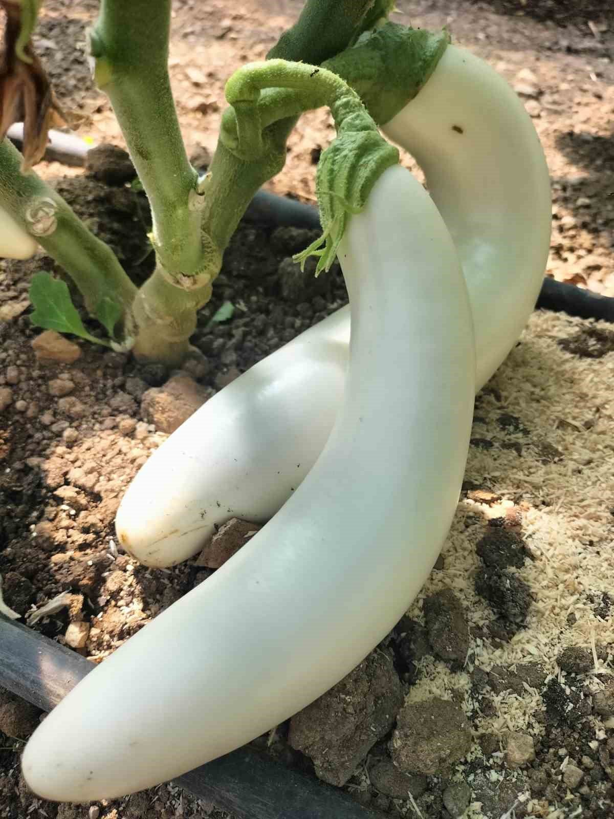 Giresun’da ’Önce Üretim Projesi’ ilk meyvelerini verdi