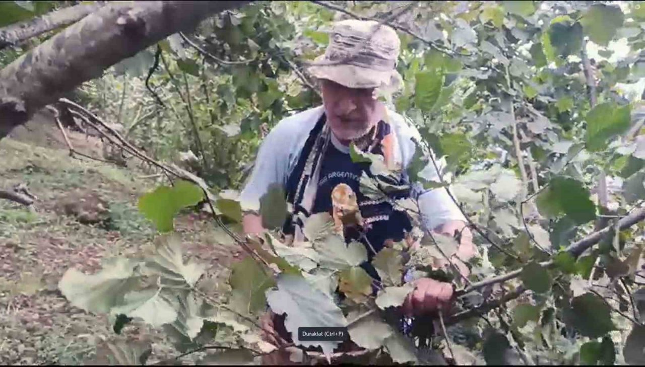 Giresunlu fındık üreticilerinin endişesi serbest piyasada oluşacak fındık fiyatı