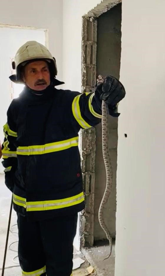 Binaya giren yılan, doğal yaşam alanına bırakıldı