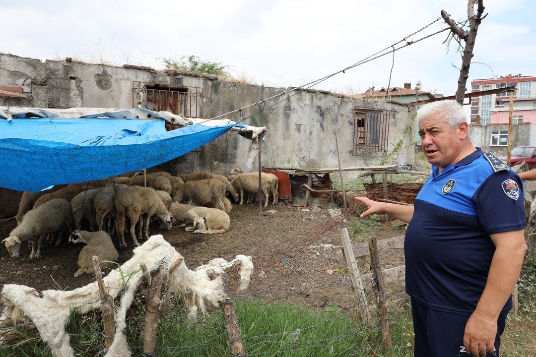 Samsun’da uyarı yapılan 12 ahırın faaliyetine son