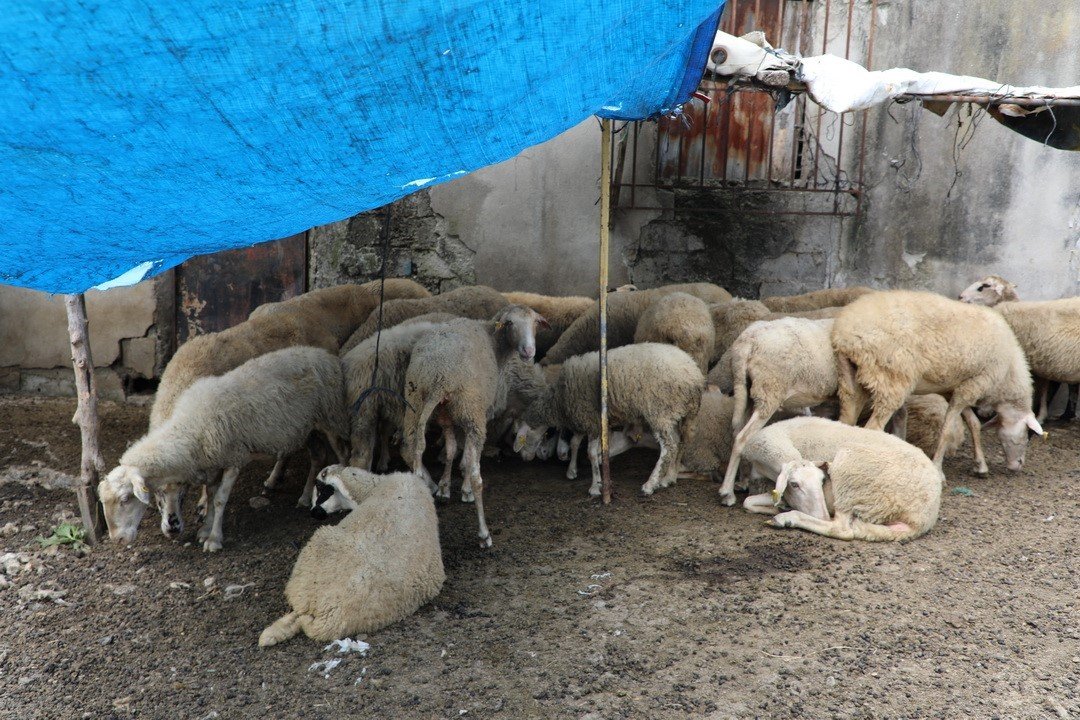 Samsun’da uyarı yapılan 12 ahırın faaliyetine son