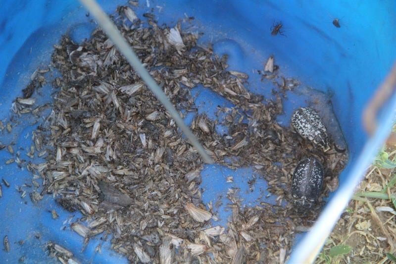 Işıklı tuzaklarla 893 adet haziran böceği ergini yakalandı