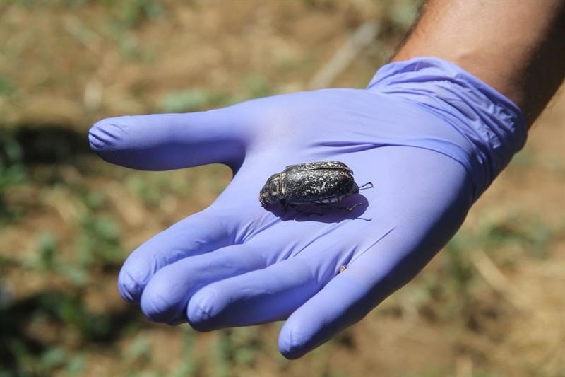 Işıklı tuzaklarla 893 adet haziran böceği ergini yakalandı