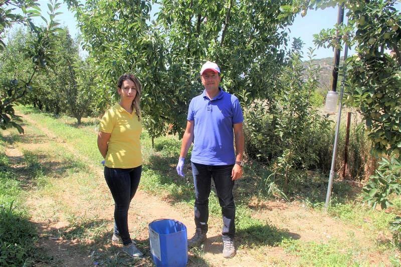 Işıklı tuzaklarla 893 adet haziran böceği ergini yakalandı