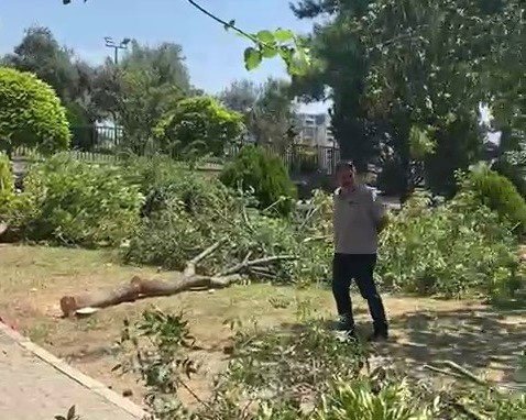 Bornova Belediyesine ağaç kesim tepkisi