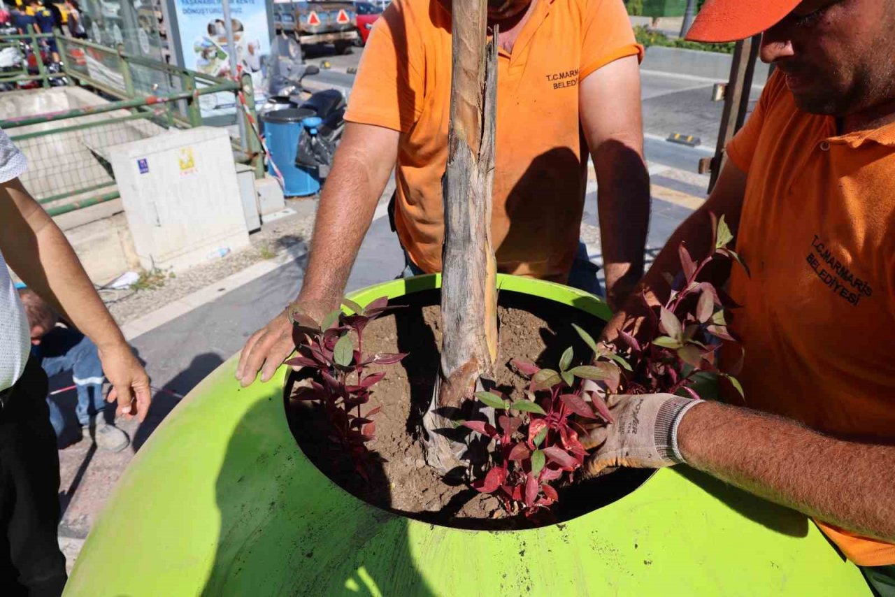Marmaris’te dev saksılar ilgi çekti