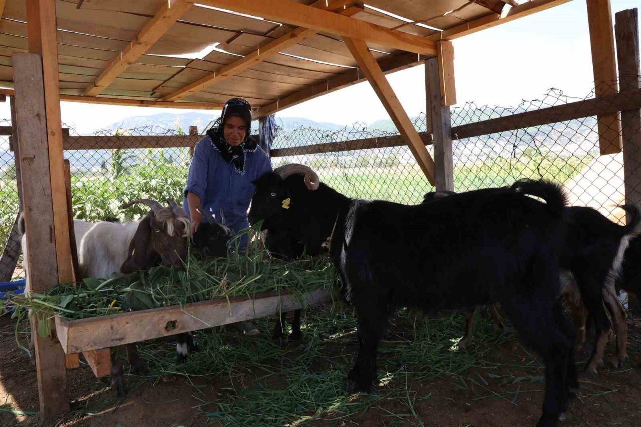 Büyükşehir’in Kıl Keçisi desteği 3 ilçede devam ediyor