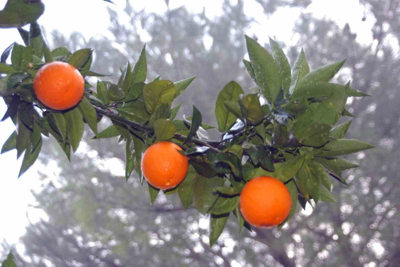Muğla’da limon üretiminde yüzde 222 artış bekleniyor