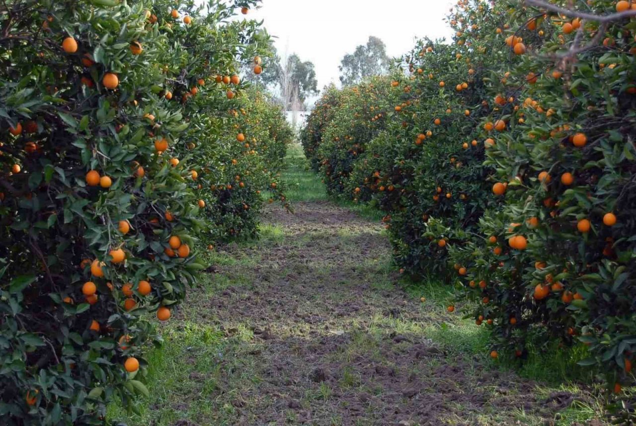 Muğla’da limon üretiminde yüzde 222 artış bekleniyor