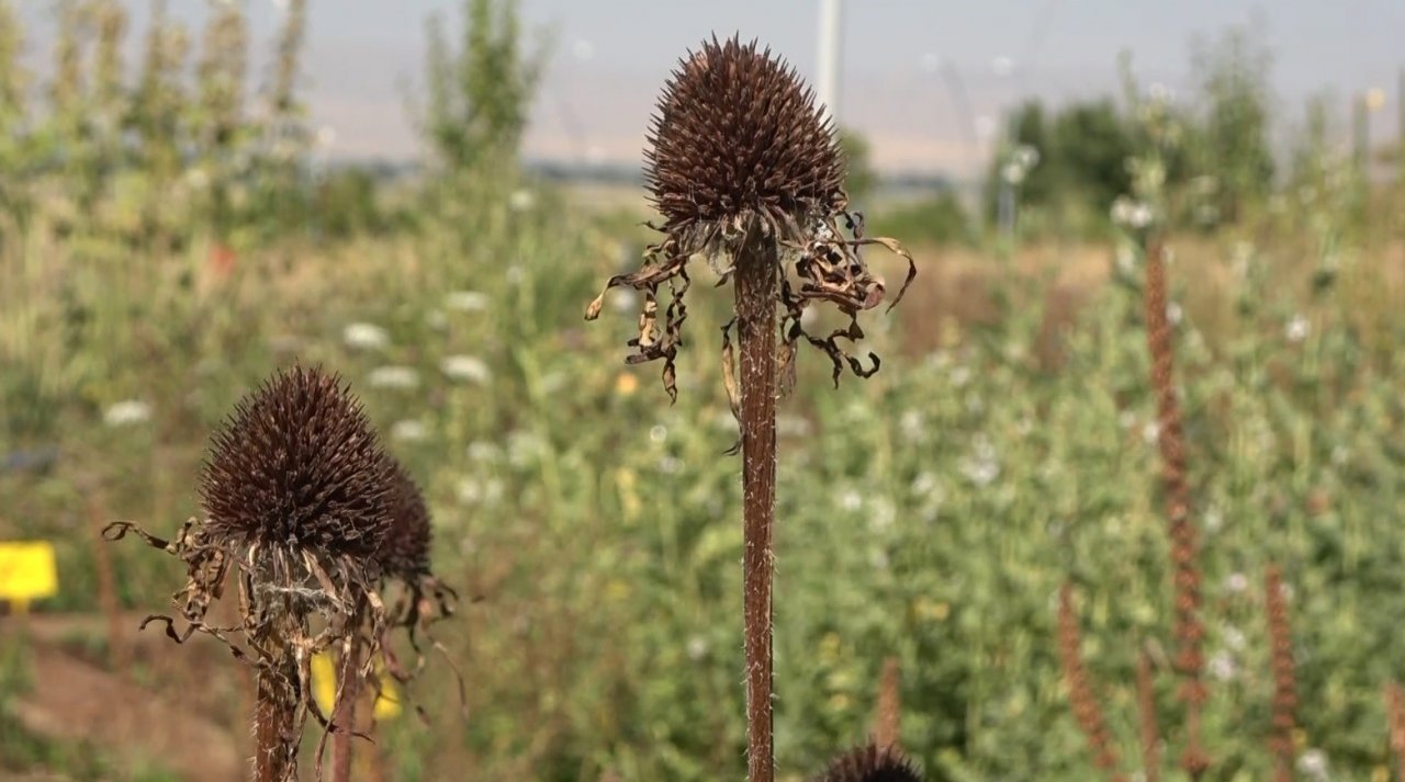 Muş’ta tıbbi ve aromatik bitkiler tanıtıldı