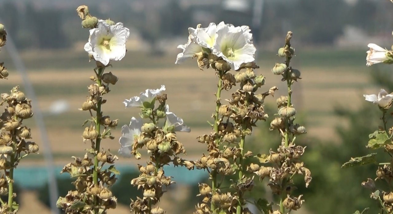 Muş’ta tıbbi ve aromatik bitkiler tanıtıldı