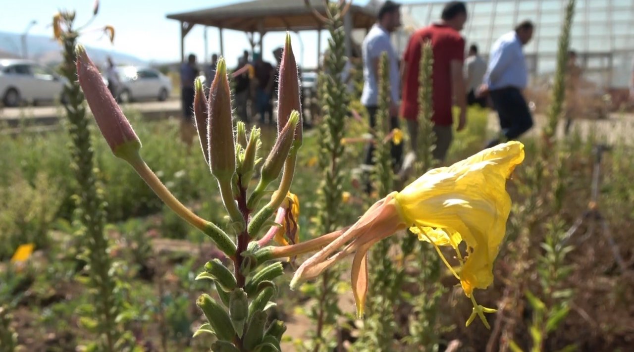 Muş’ta tıbbi ve aromatik bitkiler tanıtıldı