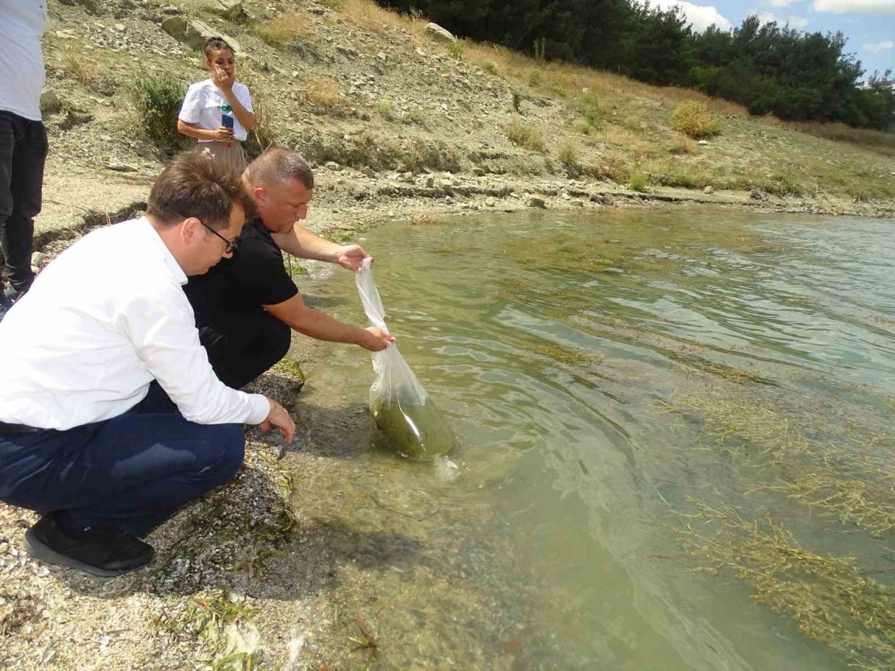 Tekirdağ’da göletlere yarım milyon sazan salındı