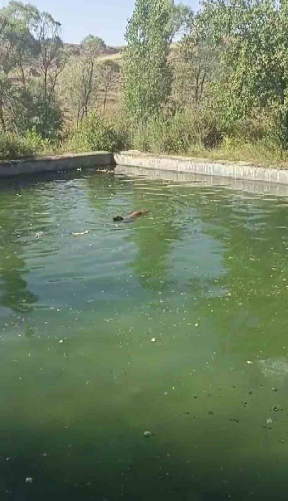 Havuzdan çıkamayan iki köpeğin yardımına itfaiye ekipleri yetişti