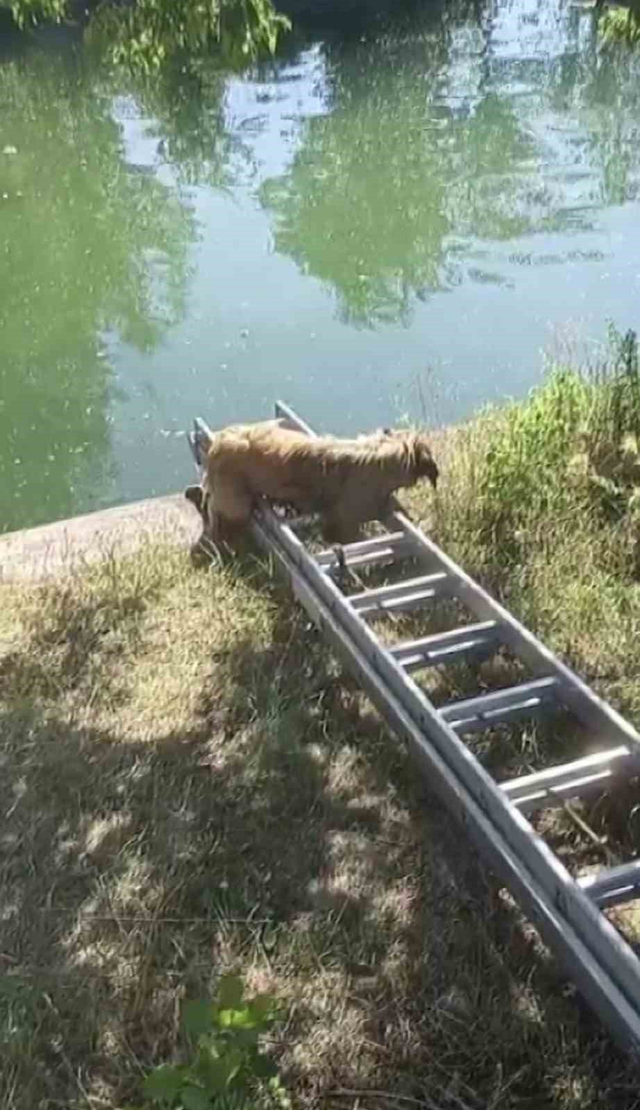 Havuzdan çıkamayan iki köpeğin yardımına itfaiye ekipleri yetişti