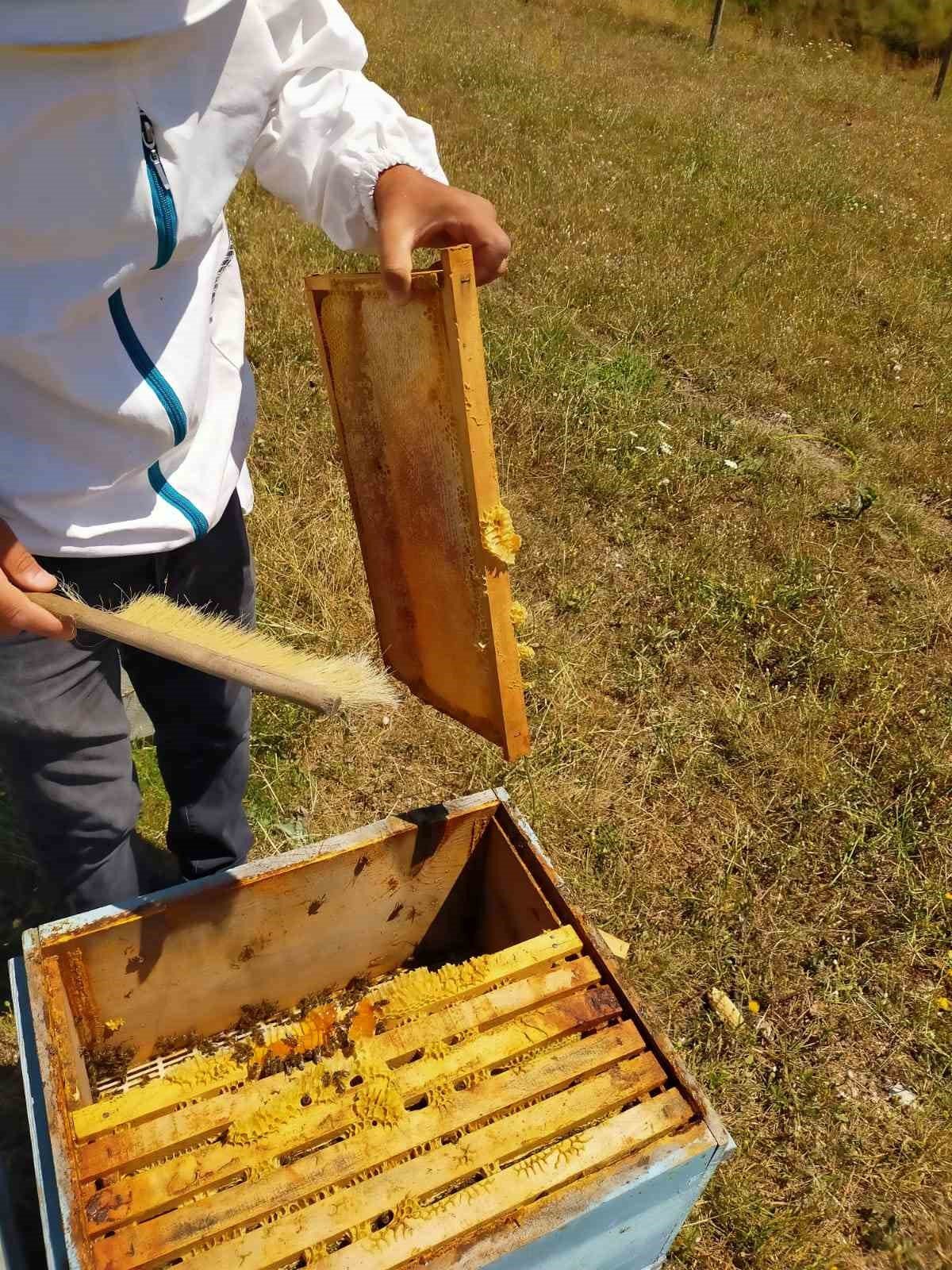 Arpaören yaylasında bal hasadı yapıldı