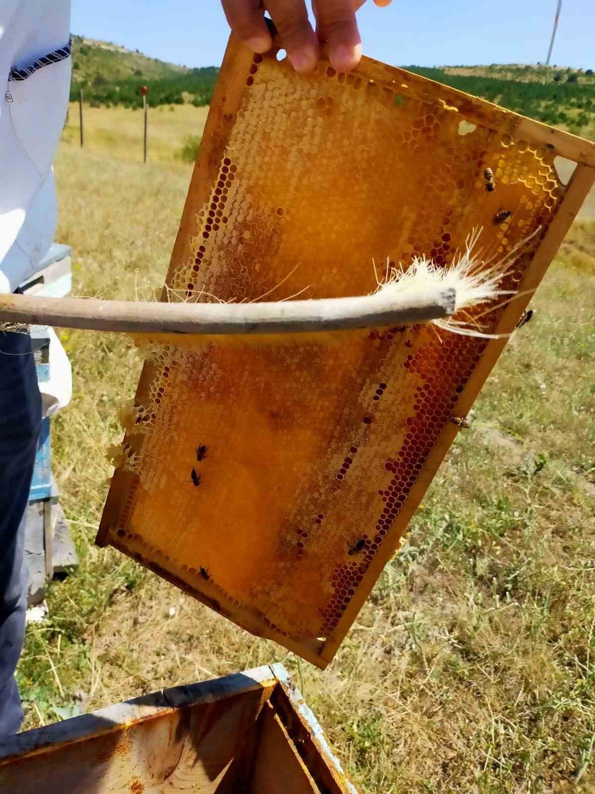Arpaören yaylasında bal hasadı yapıldı