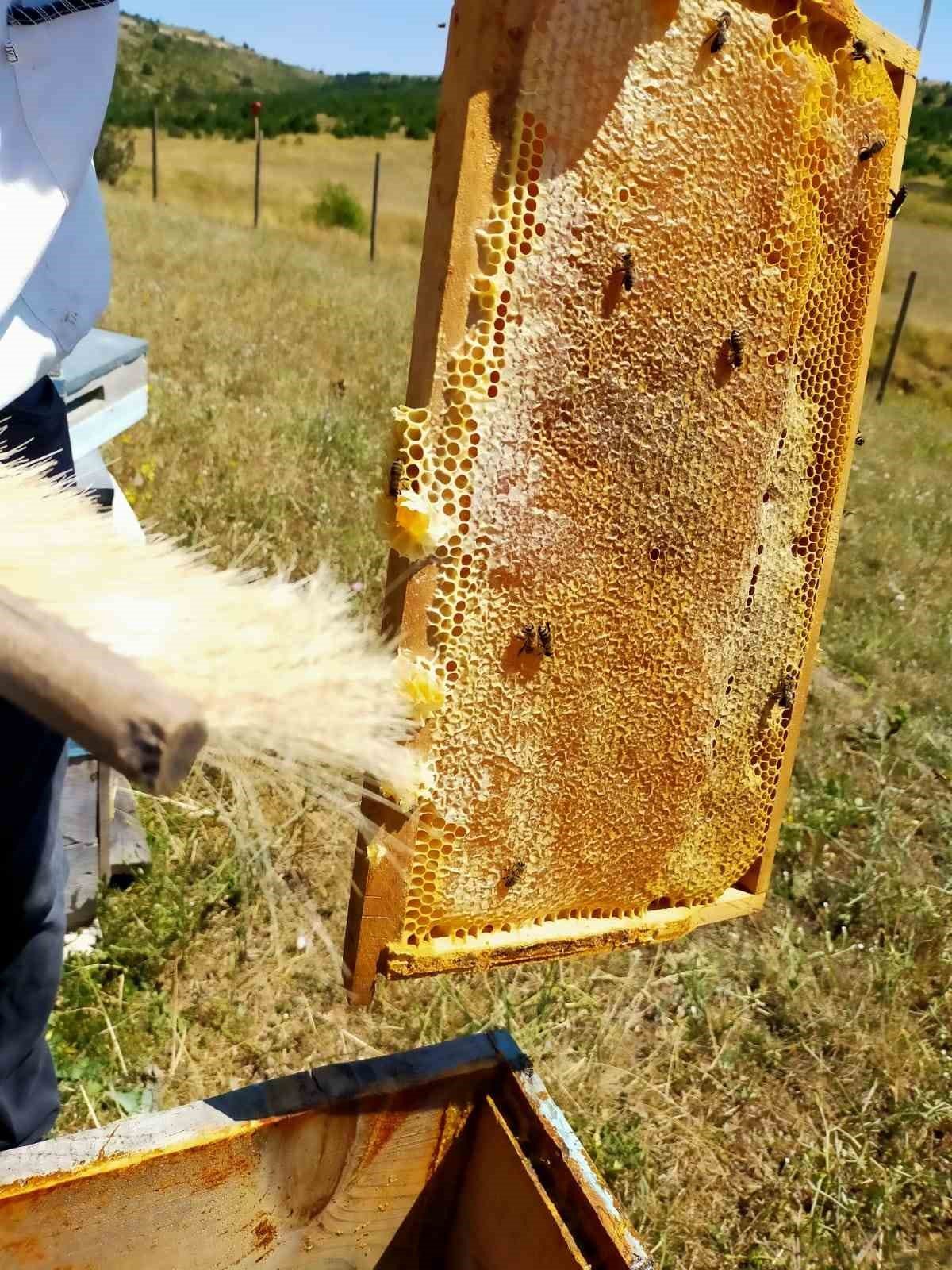 Arpaören yaylasında bal hasadı yapıldı
