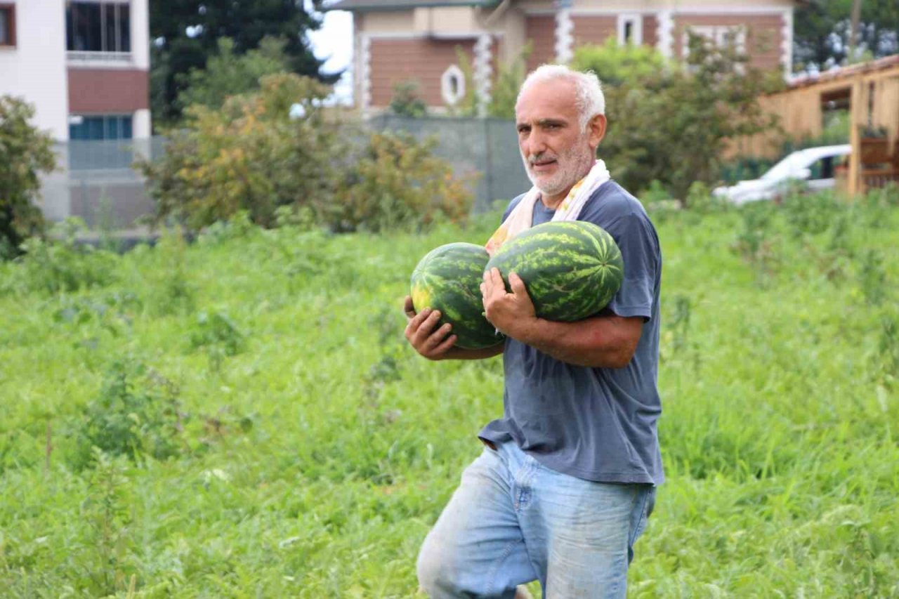 Yalıncak karpuzu tehlike altında