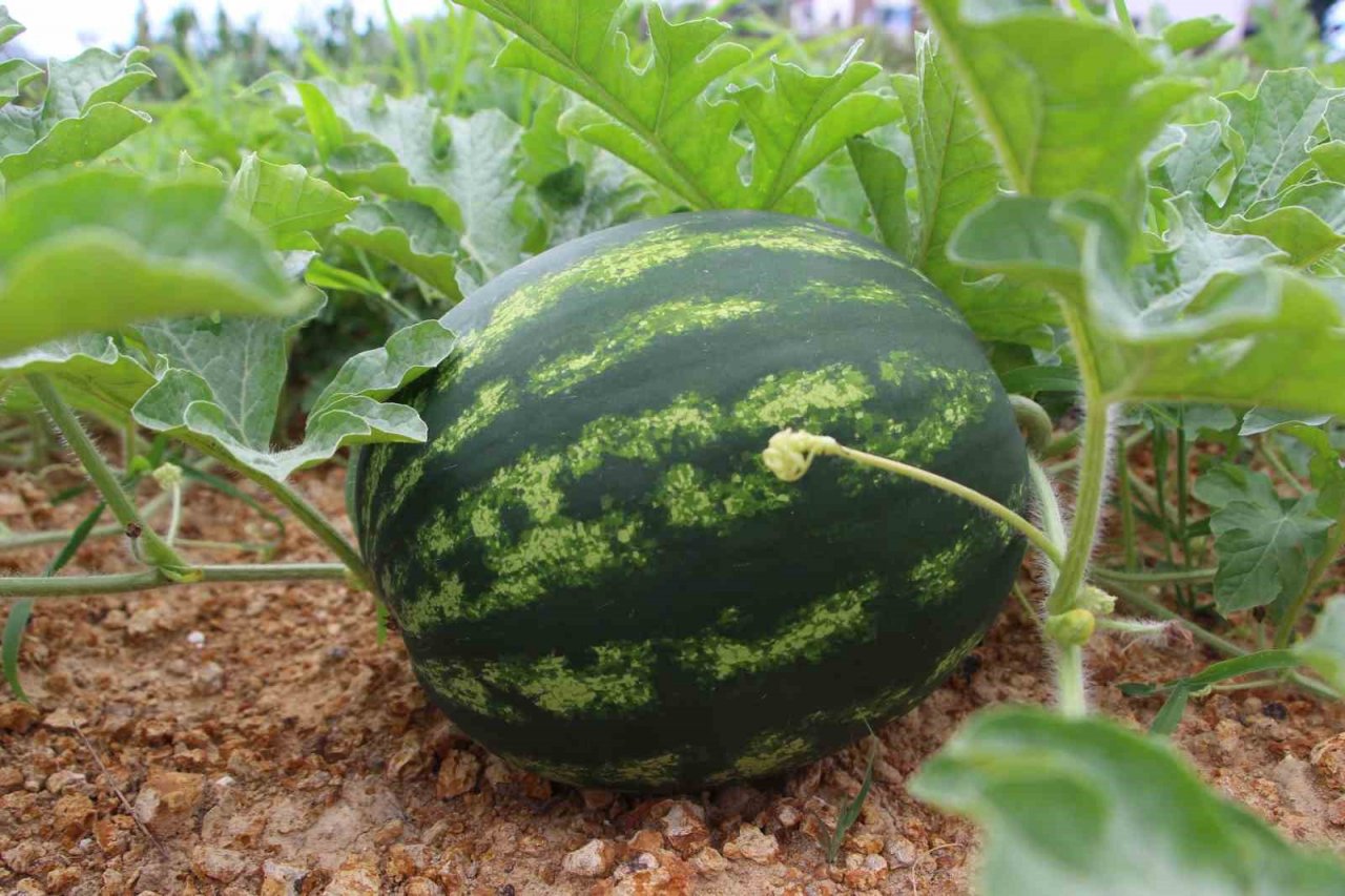 Yalıncak karpuzu tehlike altında