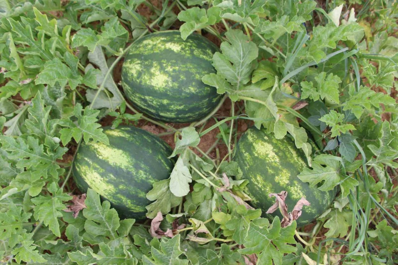 Yalıncak karpuzu tehlike altında